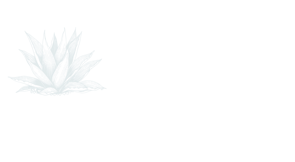 Artistic illustration of an agave plant.
